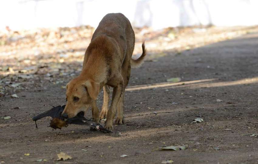 bahaya konsumsi daging anjing